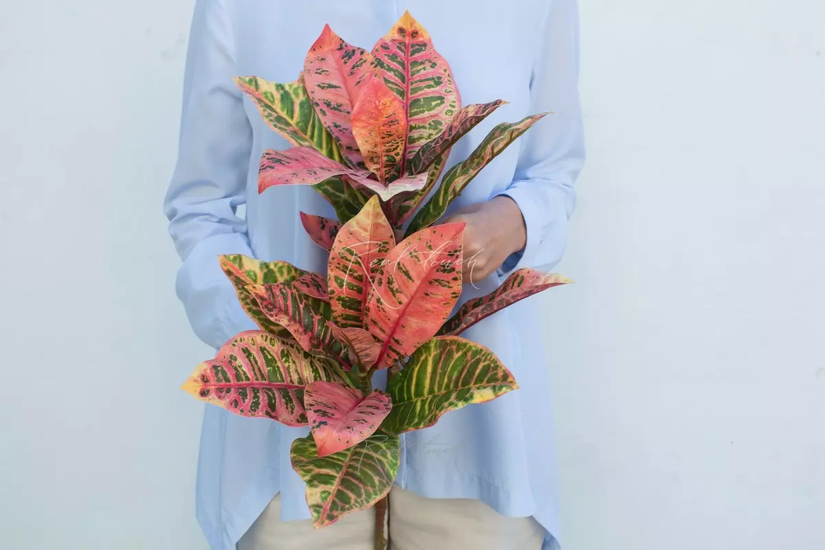 Croton branch large 82 cm - red