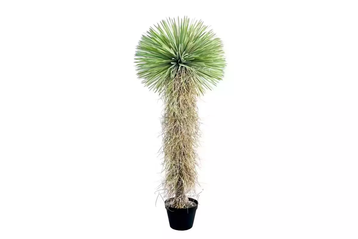Yucca rostrata 210cm in pot - green