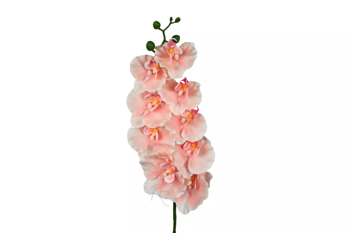Phalaenopsis Orchid (9 blooms) 100cm - peach pink Phalaenopsis Orchid (9 blooms) 100cm - peach pink