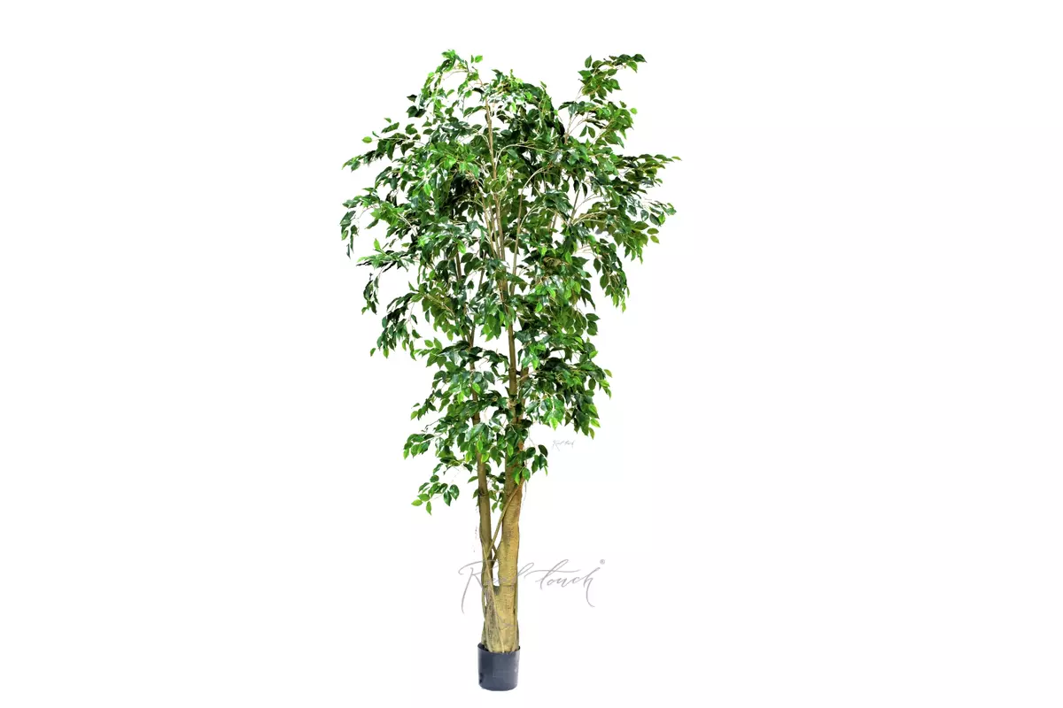 Artificial  Ficus Benjamina Weeping fig 300cm  - green