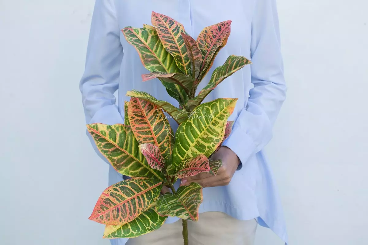 Croton branch large 82 cm - Green red