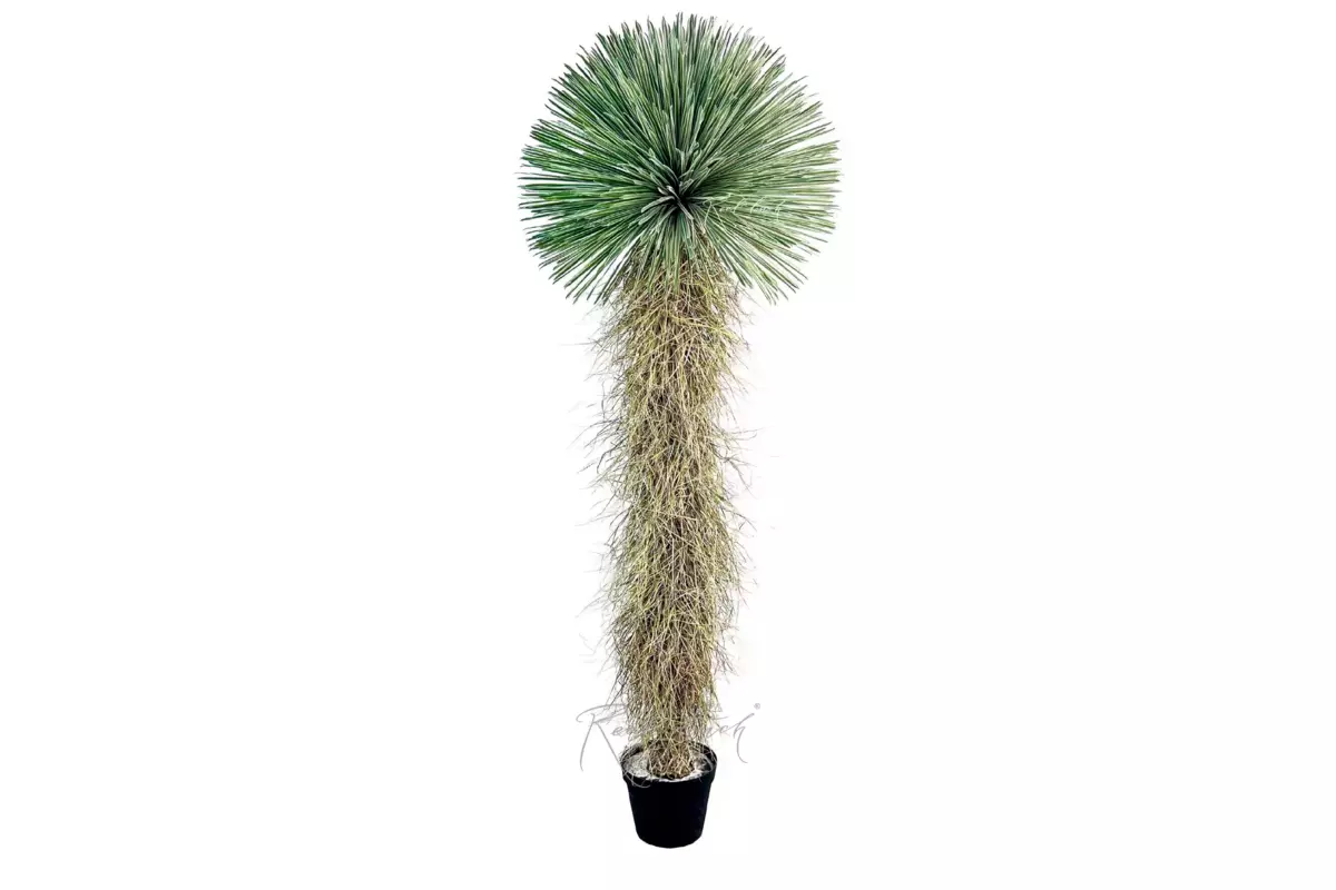 Yucca rostrata 260cm in pot - green