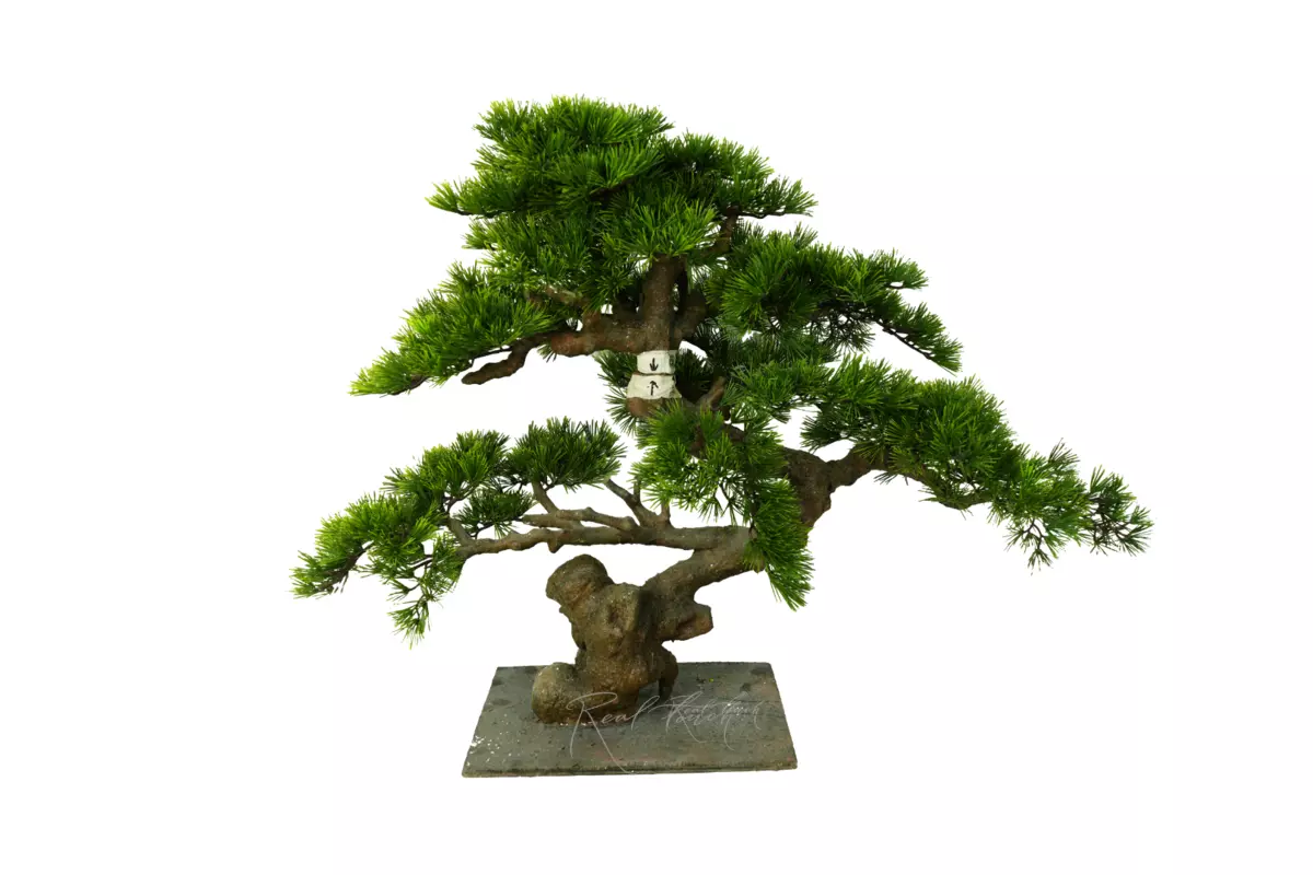Bonsai tree 75*85 cm - green