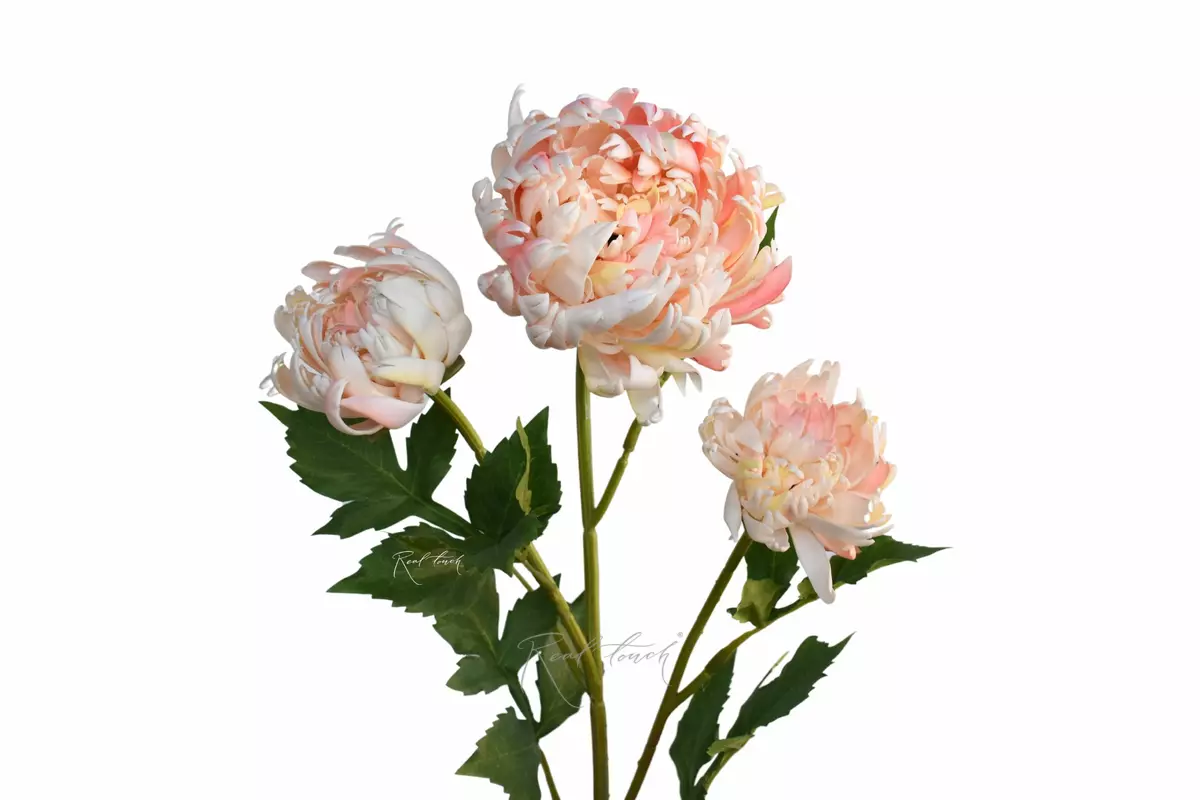 Chrysanthemum Vienna Ball - light pink Chrysanthemum Vienna Ball - light pink