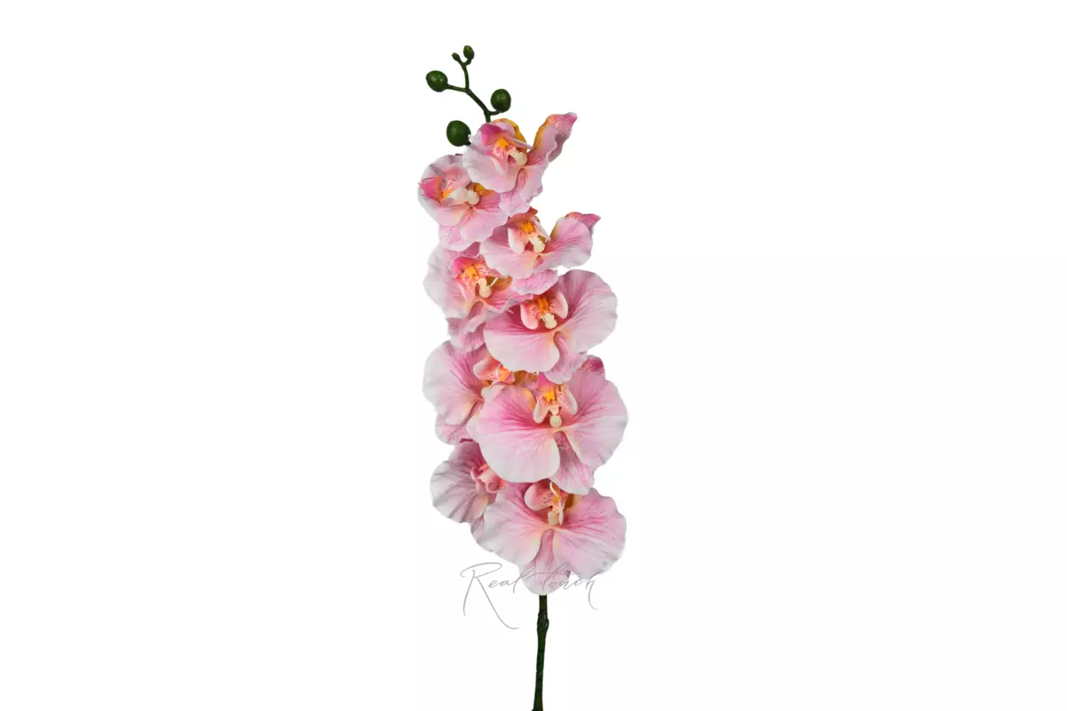 Phalaenopsis Orchid (9 blooms) 100cm - Bright pink Phalaenopsis Orchid (9 blooms) 100cm - Bright pink