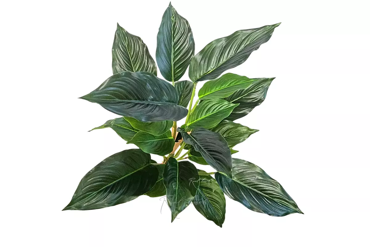 Aglaonema  (24 leaves) - Dark green