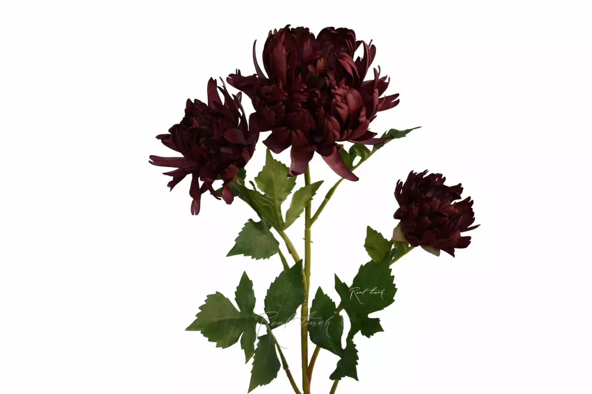 Chrysanthemum Vienna Ball - bordeaux Chrysanthemum Vienna Ball - bordeaux