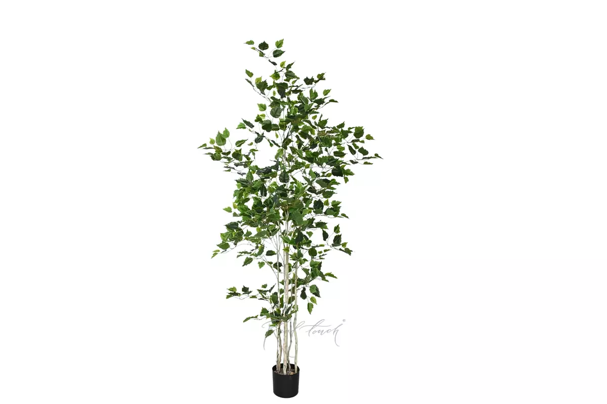 Birch tree 180 cm in a pot  - green