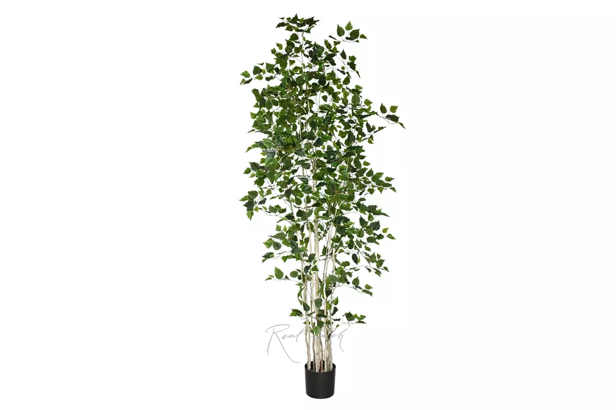 Birch tree 240 cm in a pot  - green