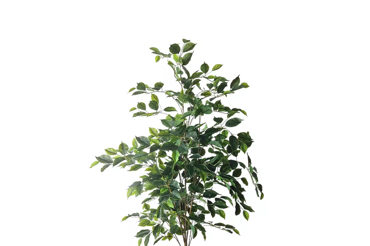 Ficus Benjamina Naomi 120 cm without pot ( 1 branch ) - green