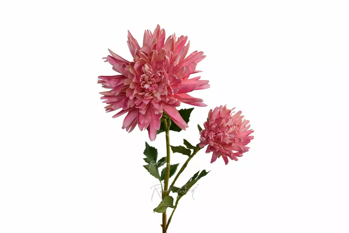 Chrysanthemum Autumn - light pink Chrysanthemum Autumn - light pink