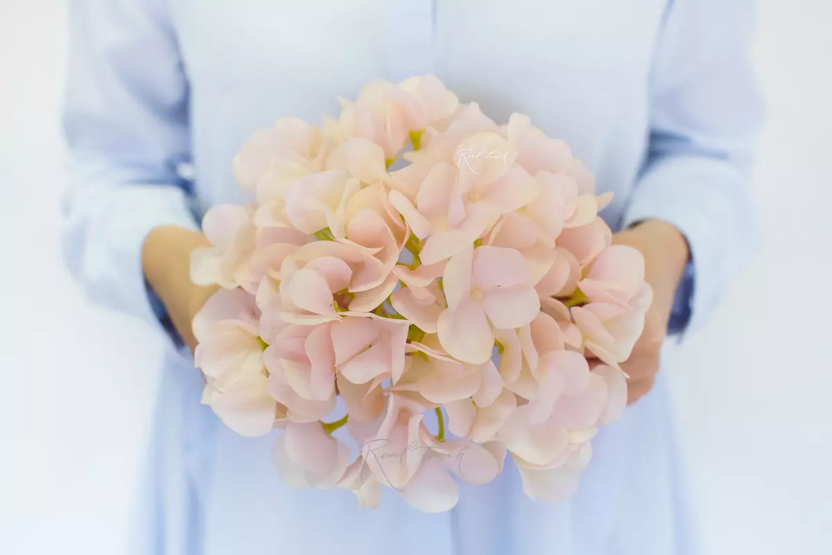 Hydrangea Flower (without stem) - blush