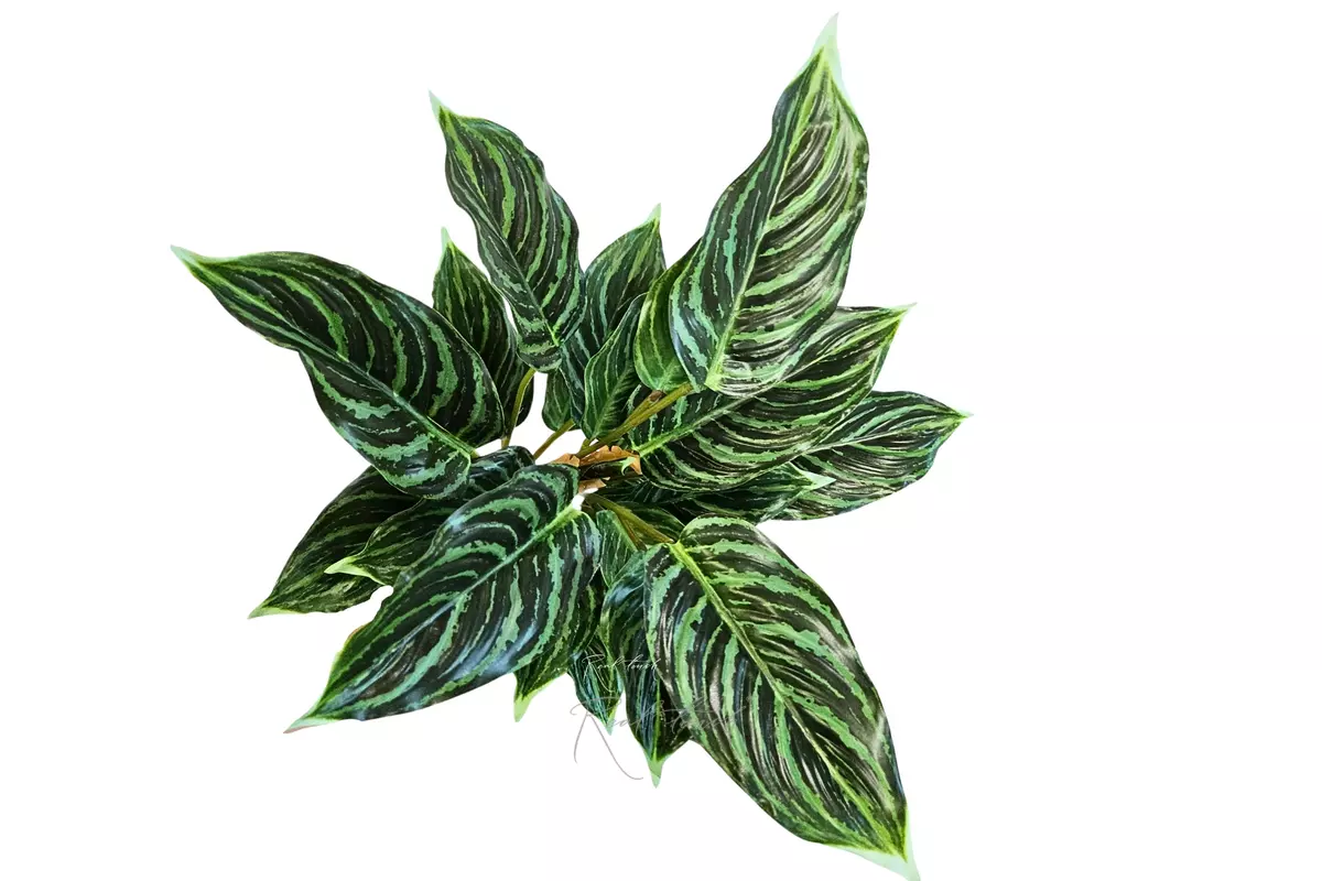Aglaonema  (24 leaves) - green
