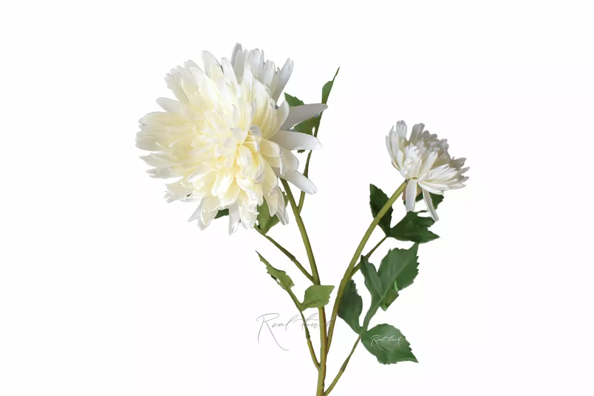 Chrysanthemum Autumn - white Chrysanthemum Autumn - white