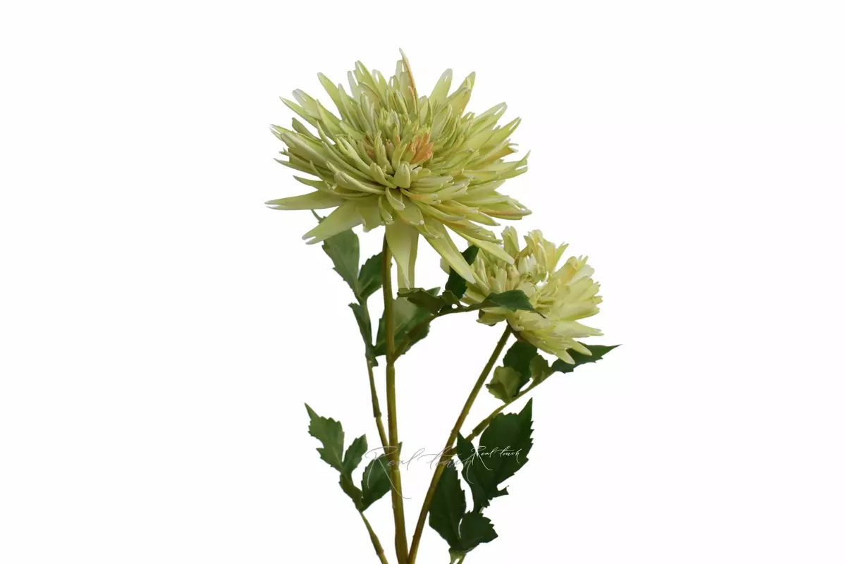 Chrysanthemum Autumn - green Chrysanthemum Autumn - green