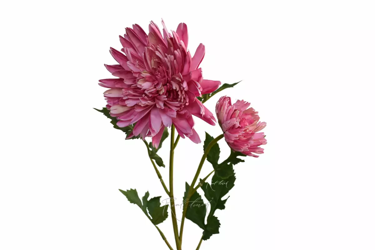 Chrysanthemum Autumn - pink Chrysanthemum Autumn - pink