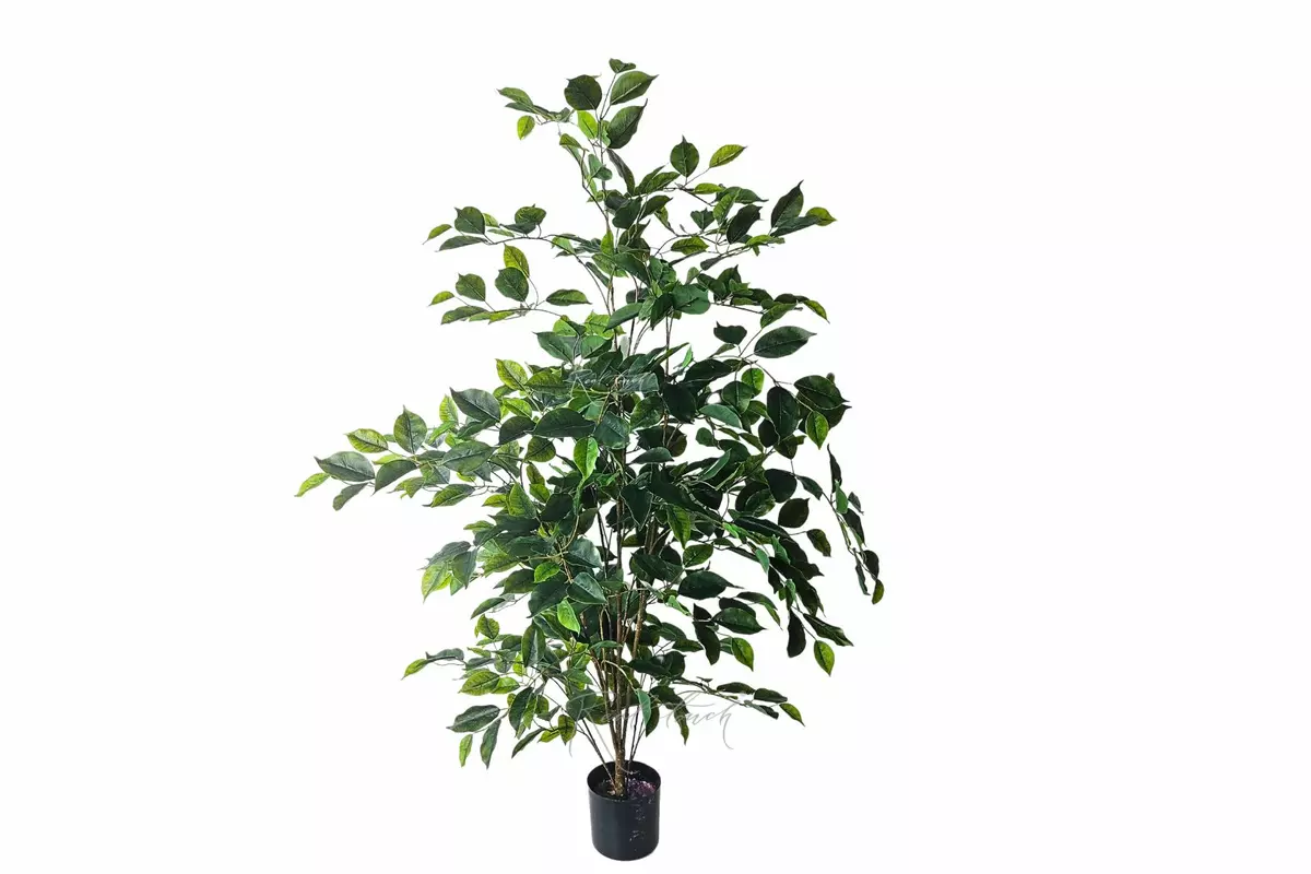 Ficus Benjamina Naomi 120cm - green