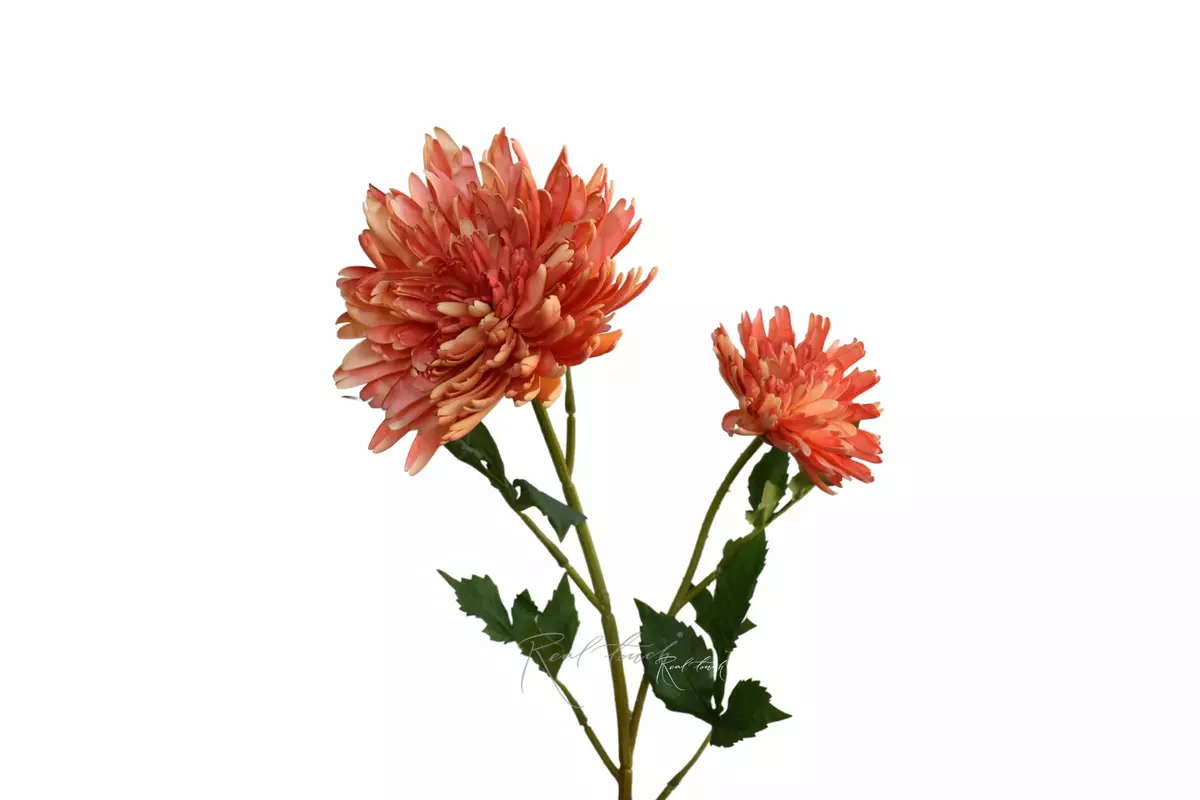 Chrysanthemum Autumn - orange Chrysanthemum Autumn - orange