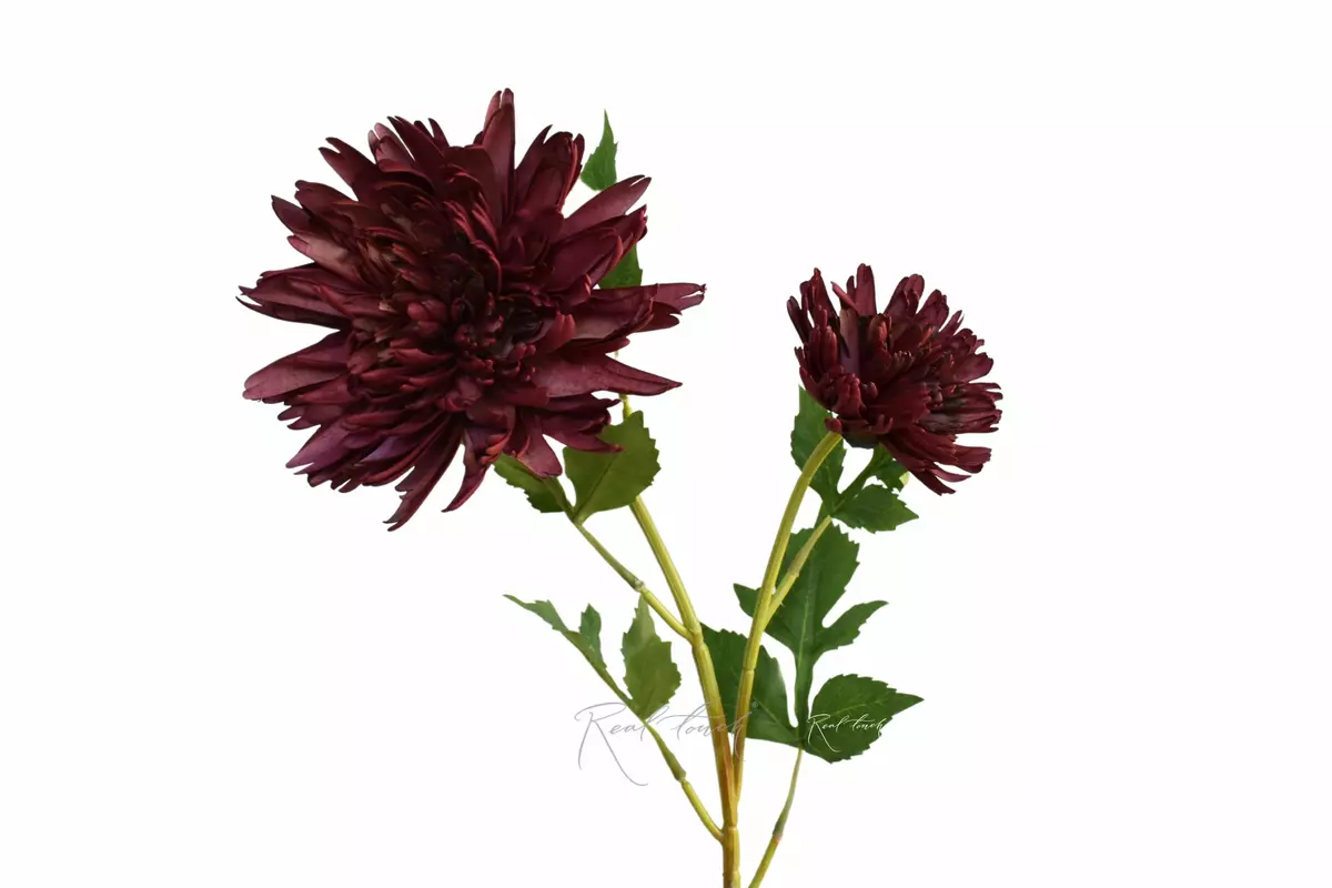 Chrysanthemum Autumn - bordeaux Chrysanthemum Autumn - bordeaux