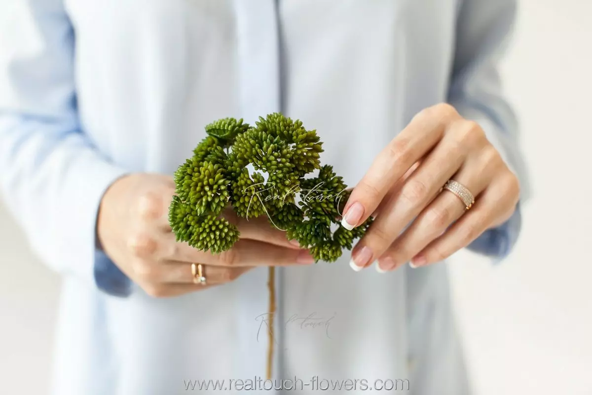 Small Sedum - green