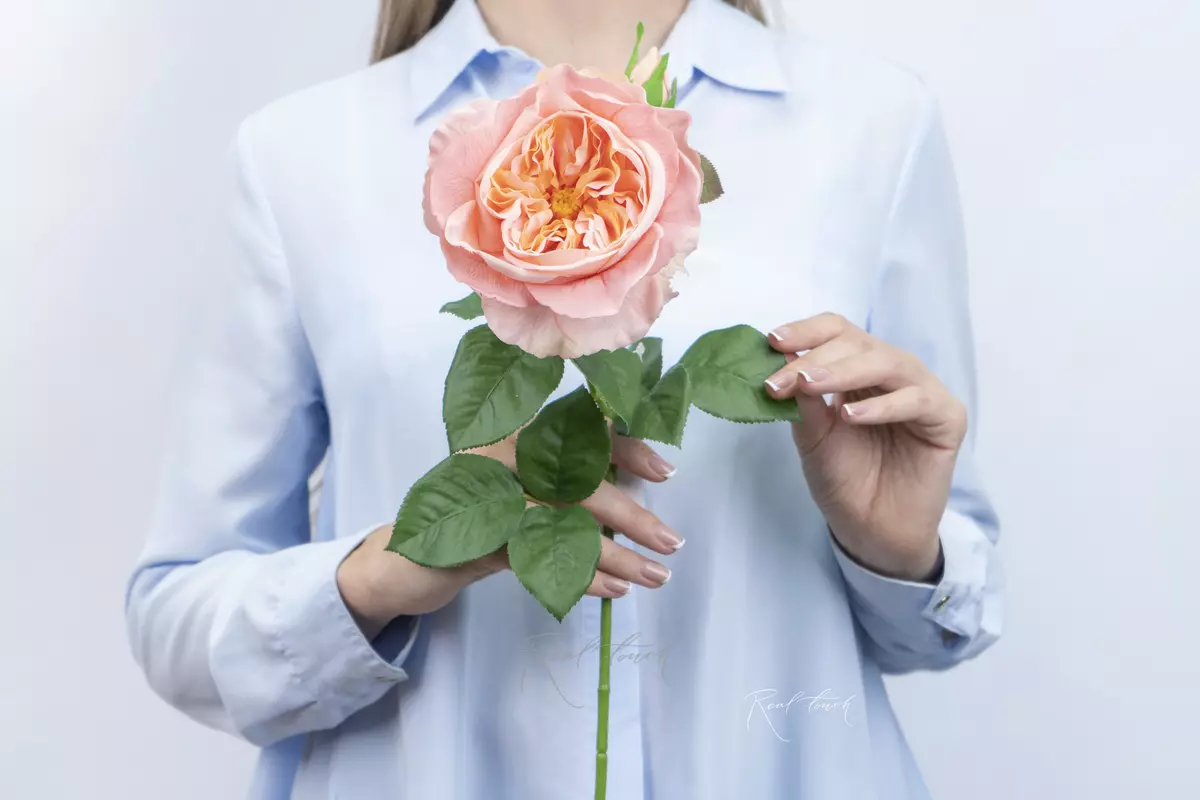 Rose David Austin The Pilgrim large - peach pink Rose David Austin The Pilgrim large - peach pink
