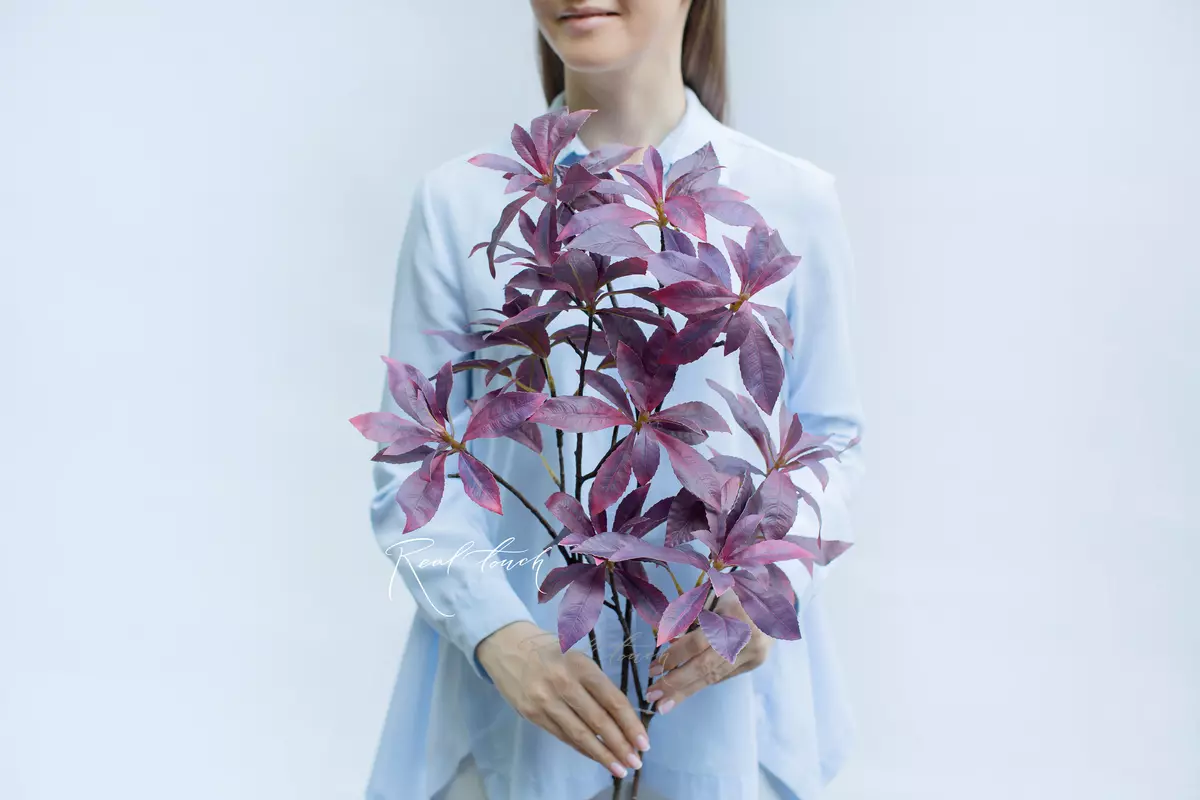 Pieris - dark purple