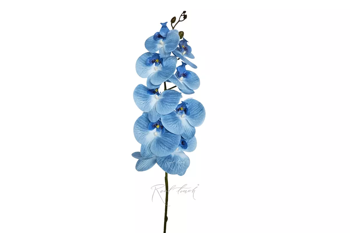 Phalaenopsis Orchid (9 blooms) - light blue Phalaenopsis Orchid (9 blooms) - light blue