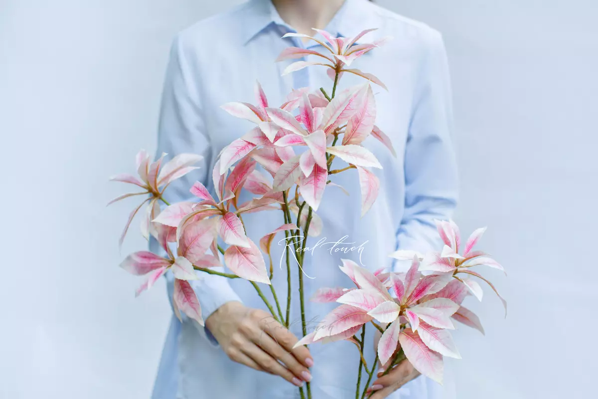 Pieris - white pink 