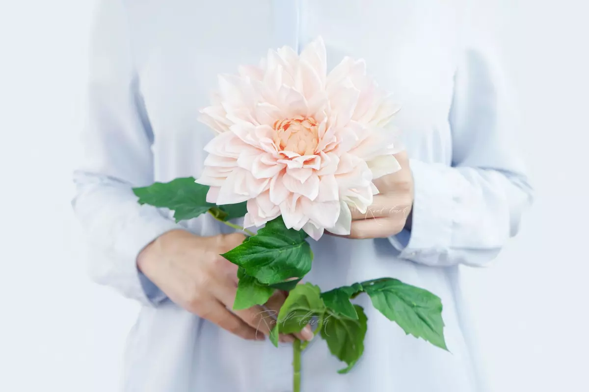 Peony - shaped dahlia - peach Peony - shaped dahlia - peach