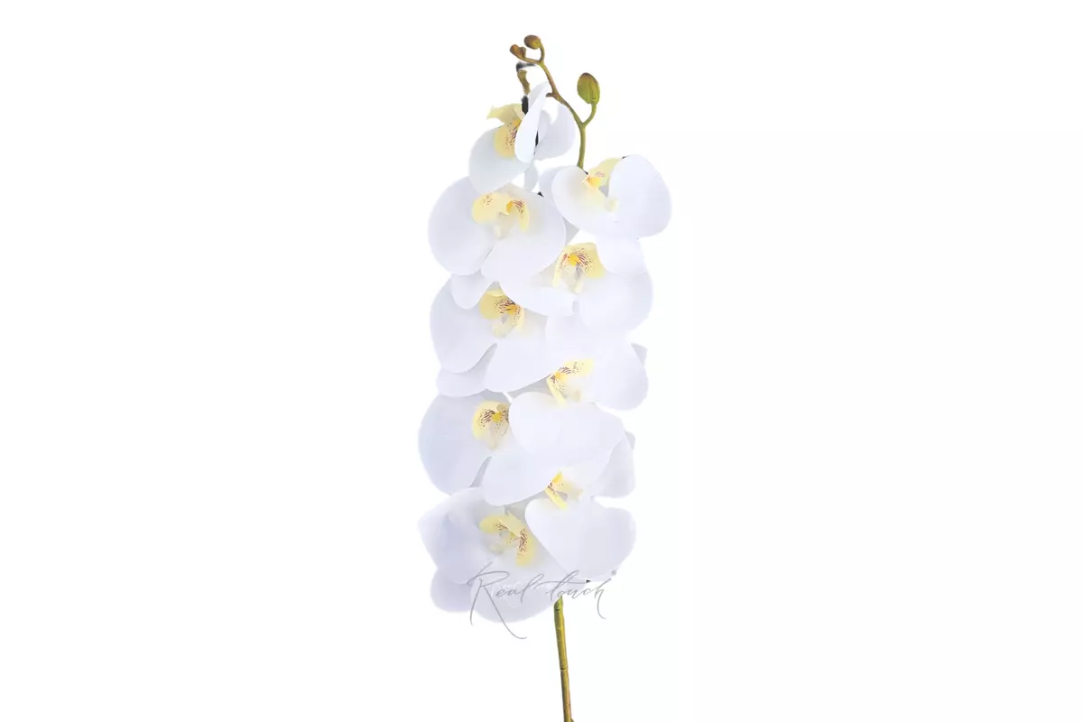 Phalaenopsis Orchid (9 blooms) - white Phalaenopsis Orchid (9 blooms) - white