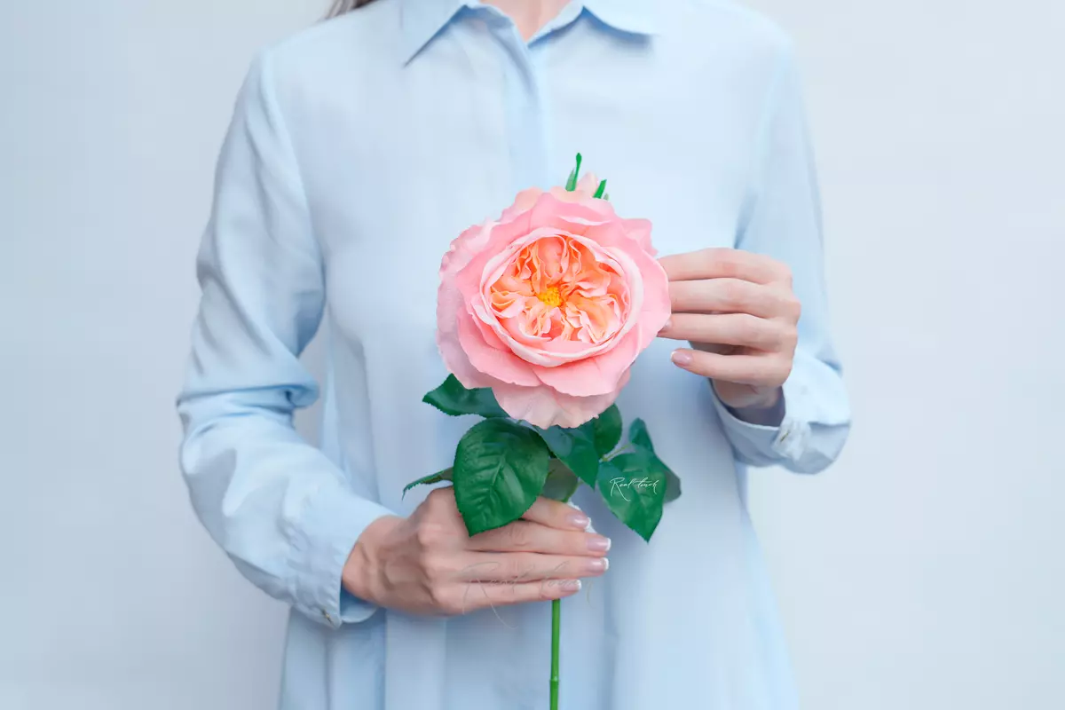 Rose David Austin The Pilgrim large - pink Rose David Austin The Pilgrim large - pink