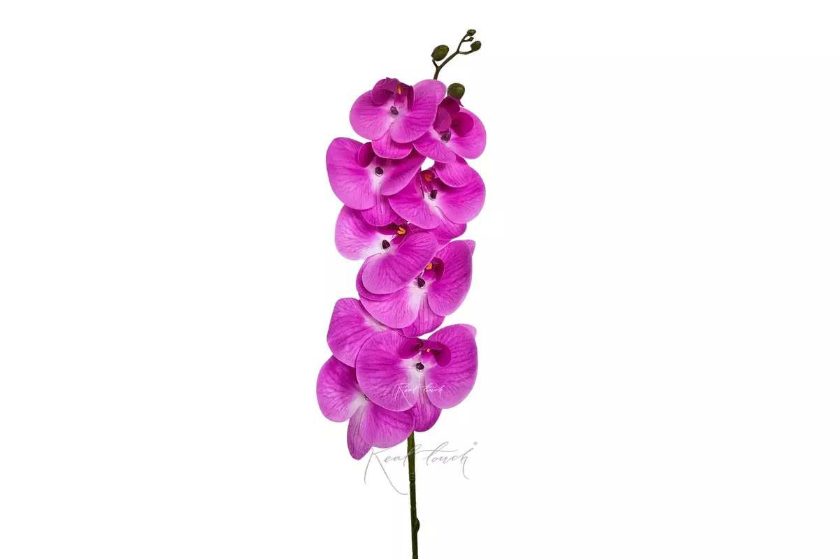 Phalaenopsis Orchid (9 blooms) - fuchsia