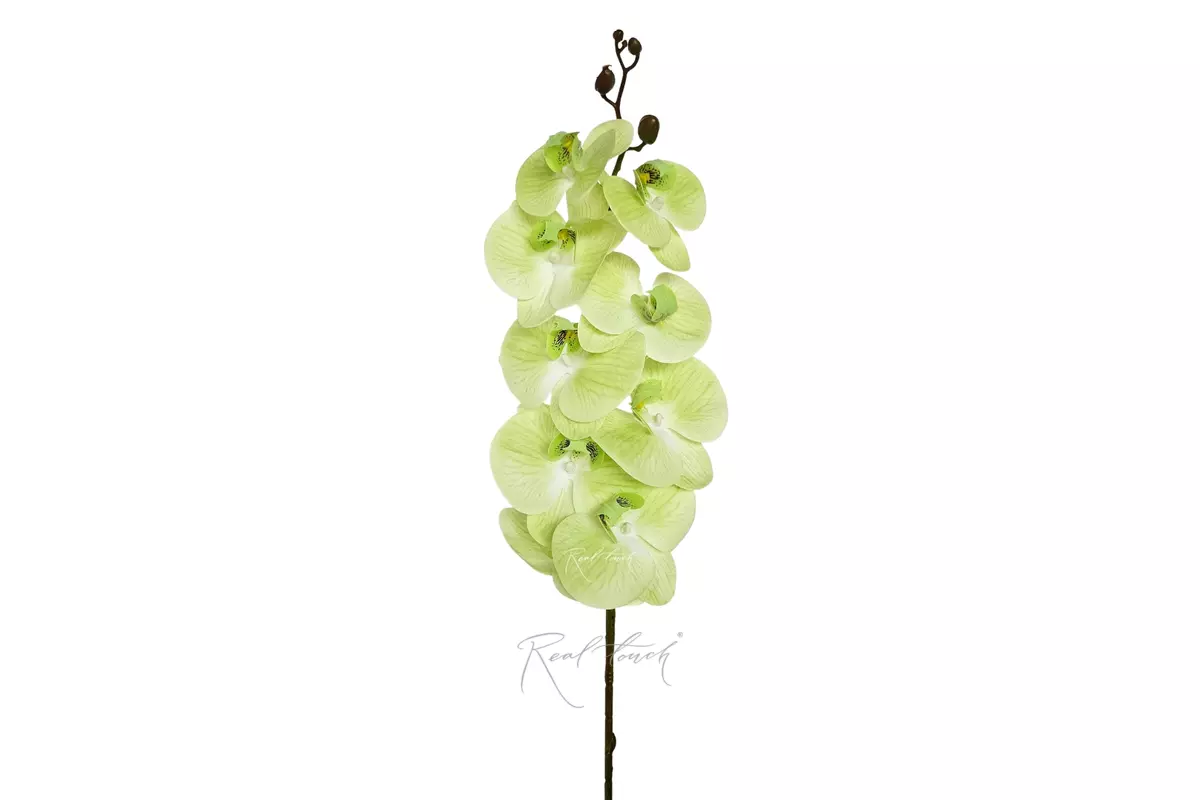 Phalaenopsis Orchid (9 blooms) - light green