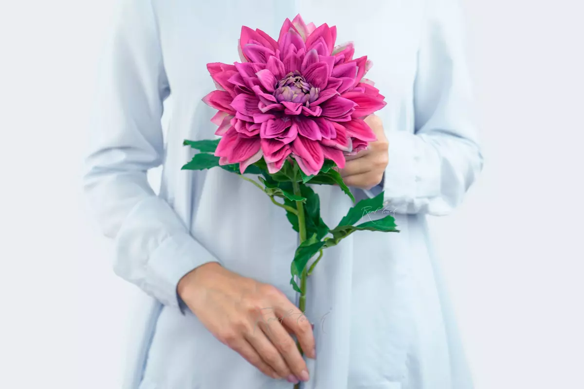 Peony - shaped dahlia - Crimson Peony - shaped dahlia - Crimson