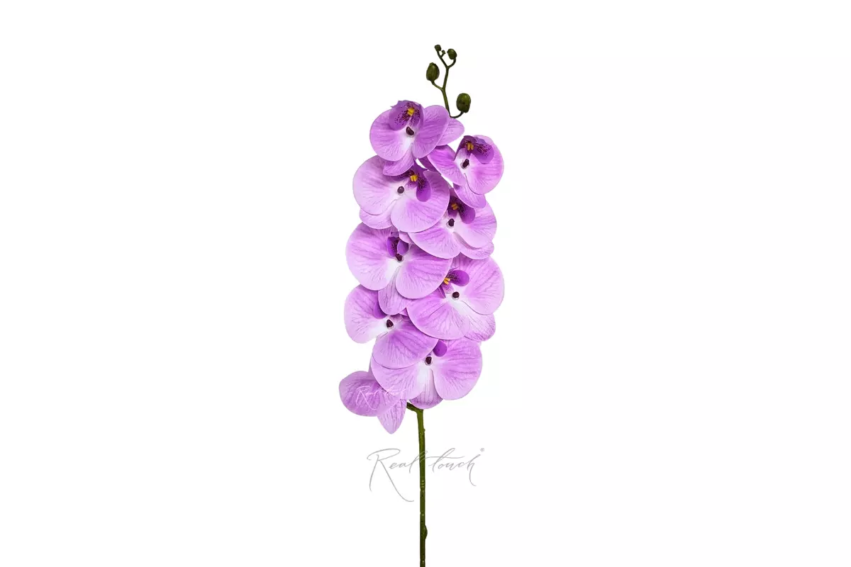 Phalaenopsis Orchid (9 blooms) - light purple Phalaenopsis Orchid (9 blooms) - light purple