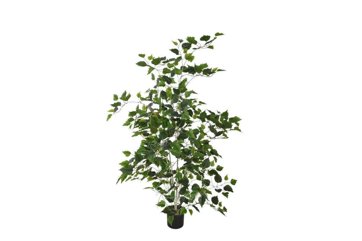Birch tree 120 cm in a pot - green