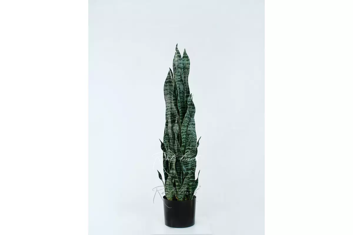 Sansevieria bush in pots 92cm - Dark green