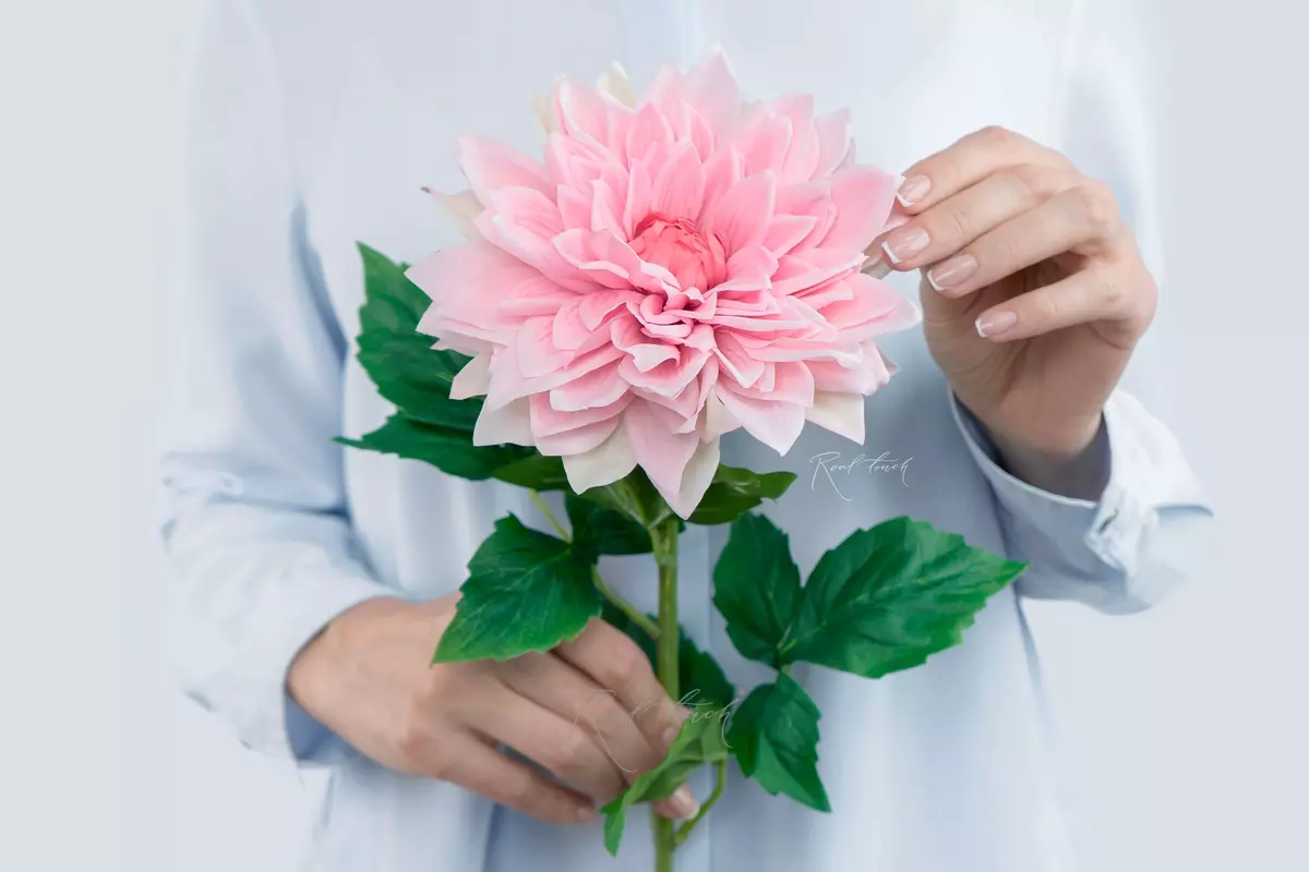 Peony - shaped dahlia - pink Peony - shaped dahlia - pink