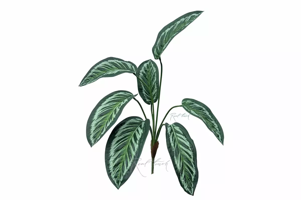 Aglaonema bush of 7 leaves - Green (light stripes)