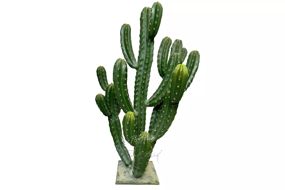 Cereus repandus 104cm - green