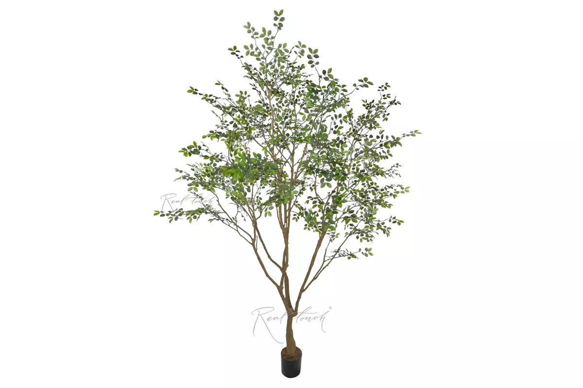 Murraya Tree 2.6m in a pot - green