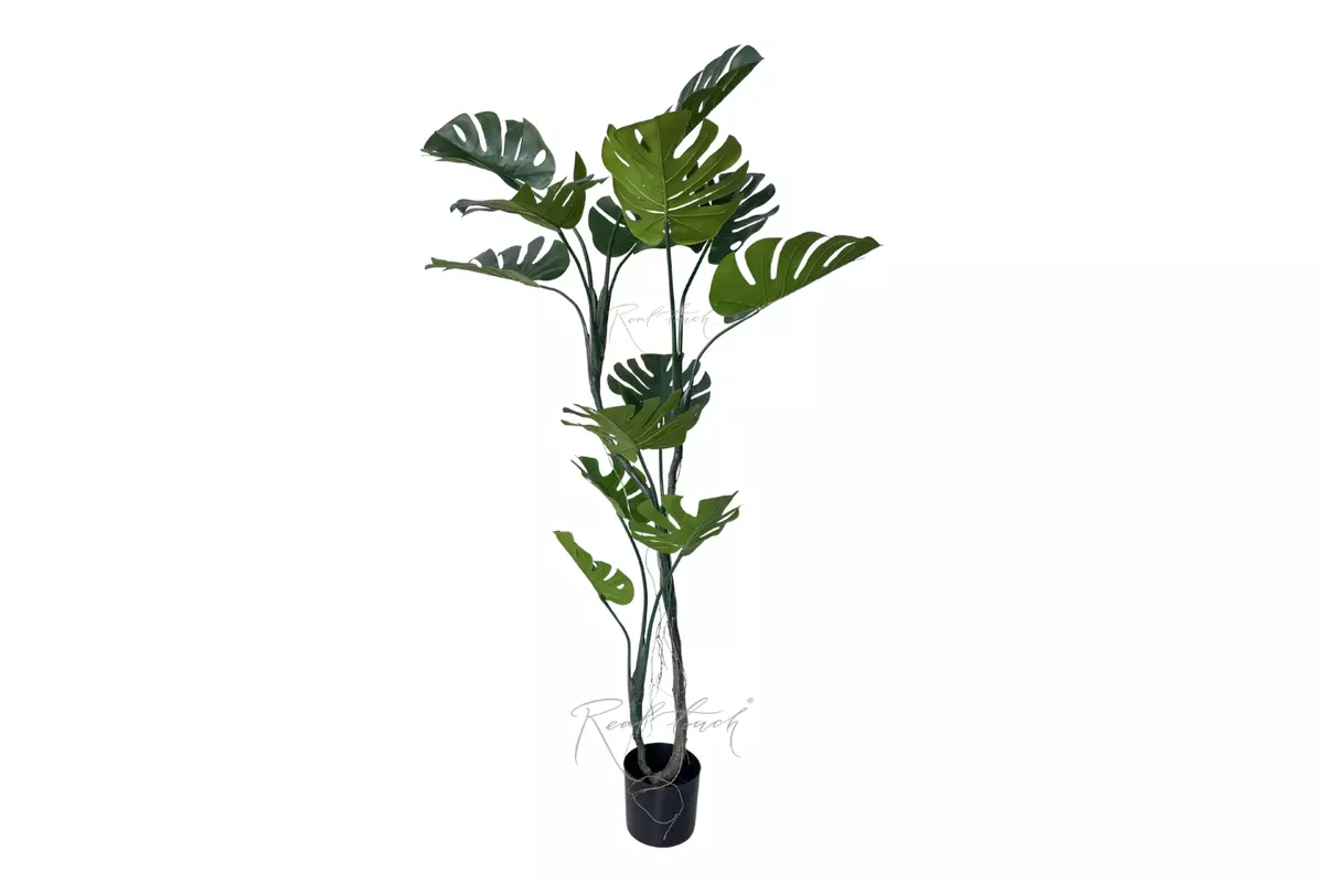 Monstera in pot 165cm - green Monstera in pot 165cm - green