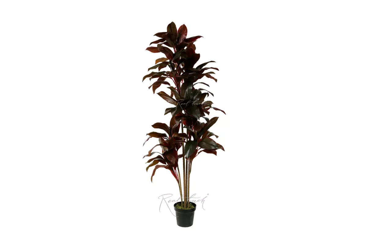 Cordilina shrub 170cm - red