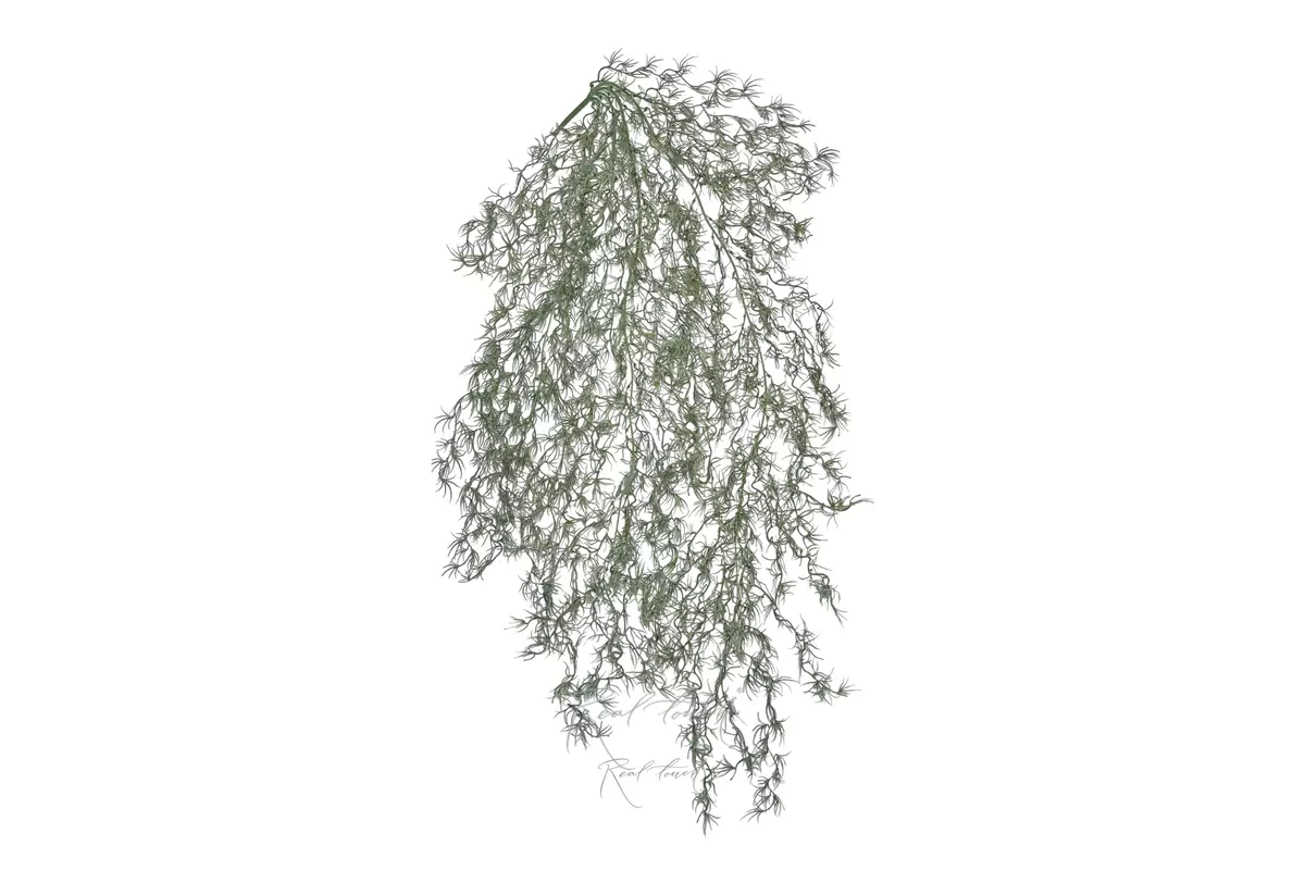 Tillandsia usneoides (Spanish moss) - dusty green Tillandsia usneoides (Spanish moss) - dusty green
