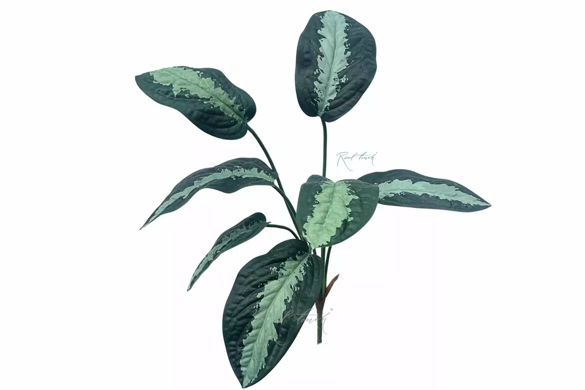 Aglaonema bush of 7 leaves - Green (light center)