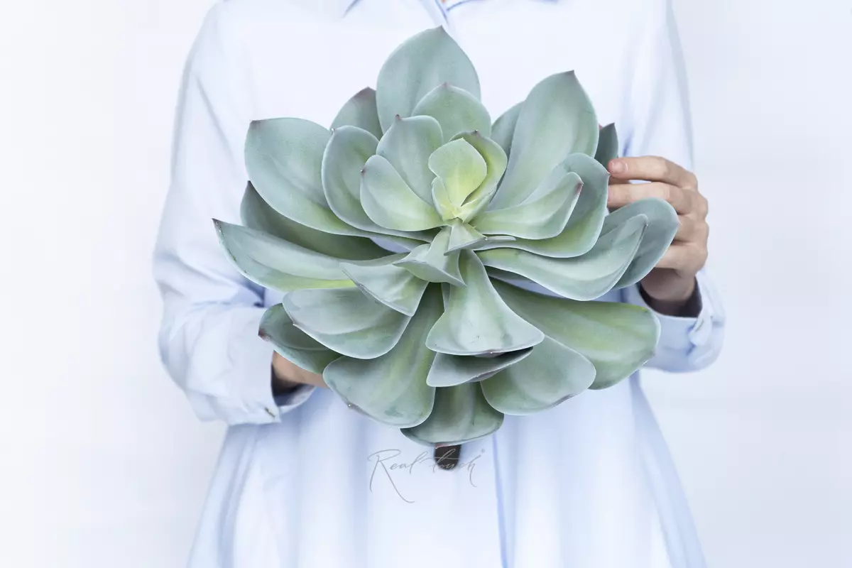 Echeveria Gibbiflora - blue green