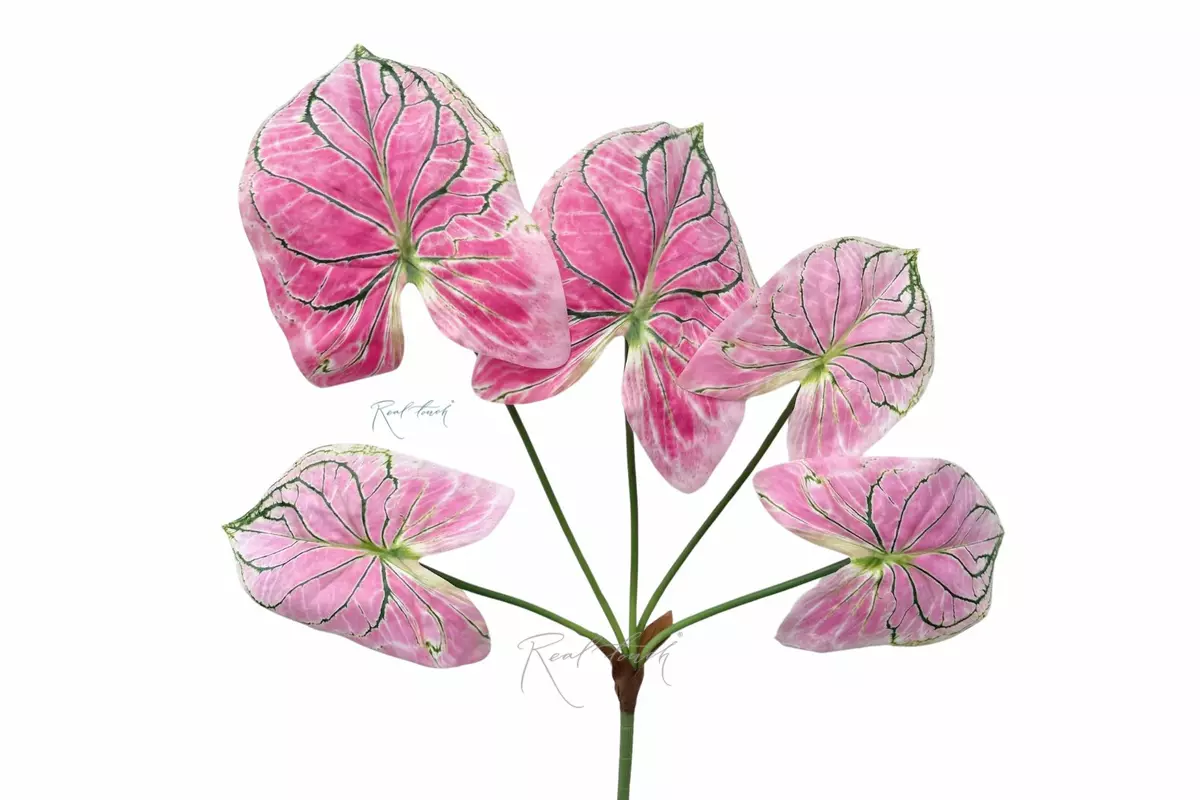 Caladium Candidum bush 26.5" - pink