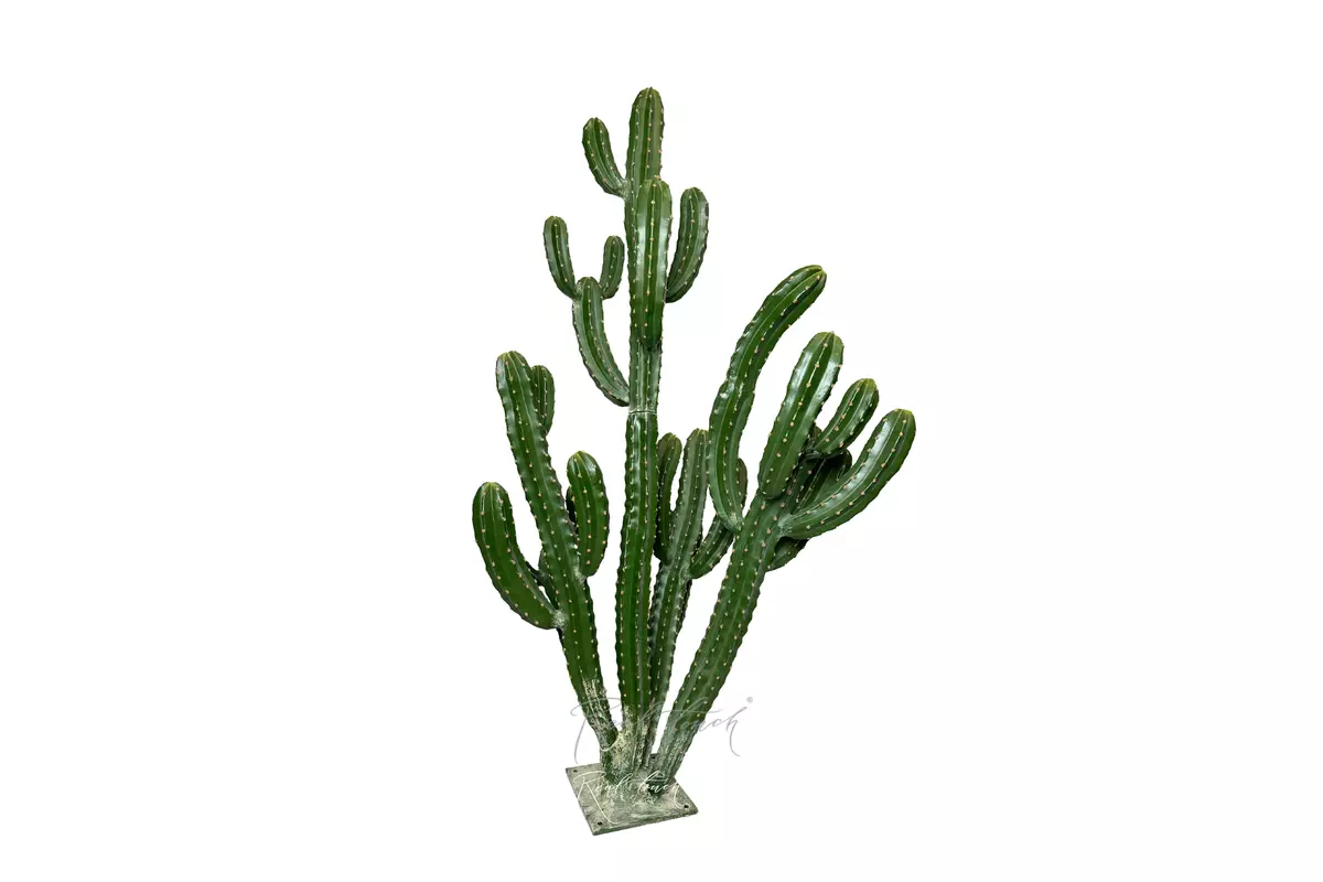 Cereus repandus 168cm - green