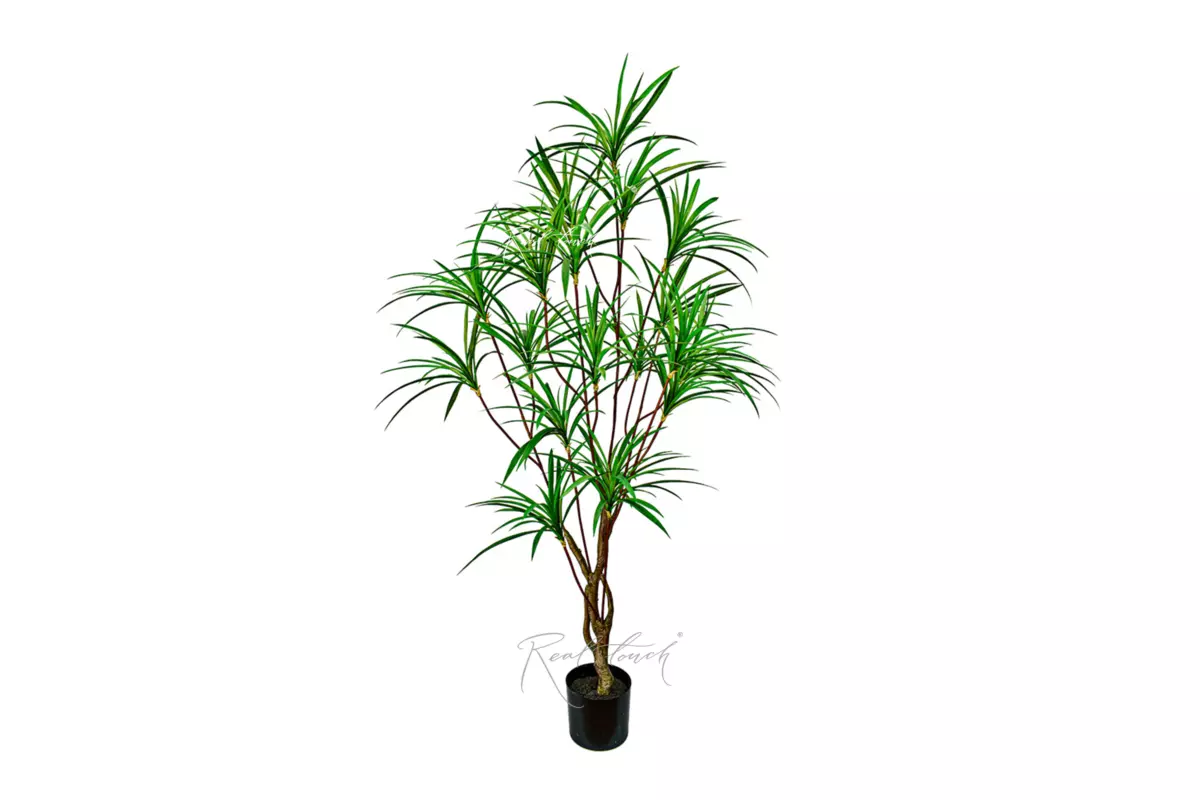 Dracaena Anita 190cm - green