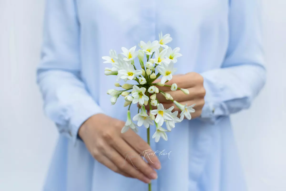 Agapanthus - white Agapanthus - white